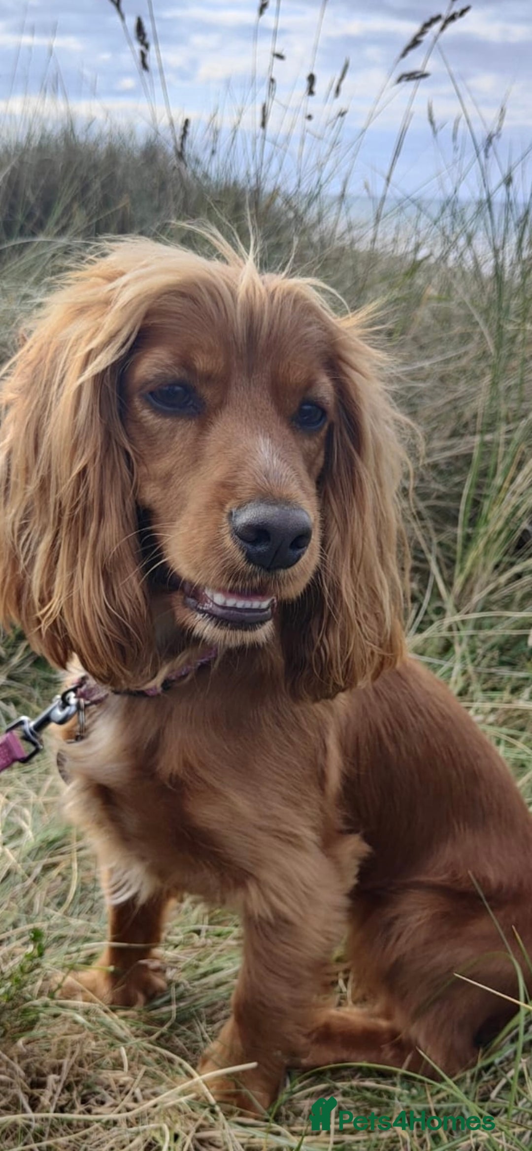 Cocker Spaniel dogs for sale: Gorgeous Cocker Spaniel pups  - Advert 1