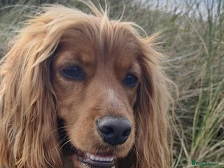 Cocker Spaniel dogs Gorgeous Cocker Spaniel pups - Advert 4