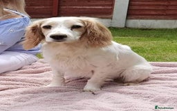 Cocker Spaniel dogs for sale: 4th Generation, Working Cocker Spaniel Puppies  🩵 - Image 25