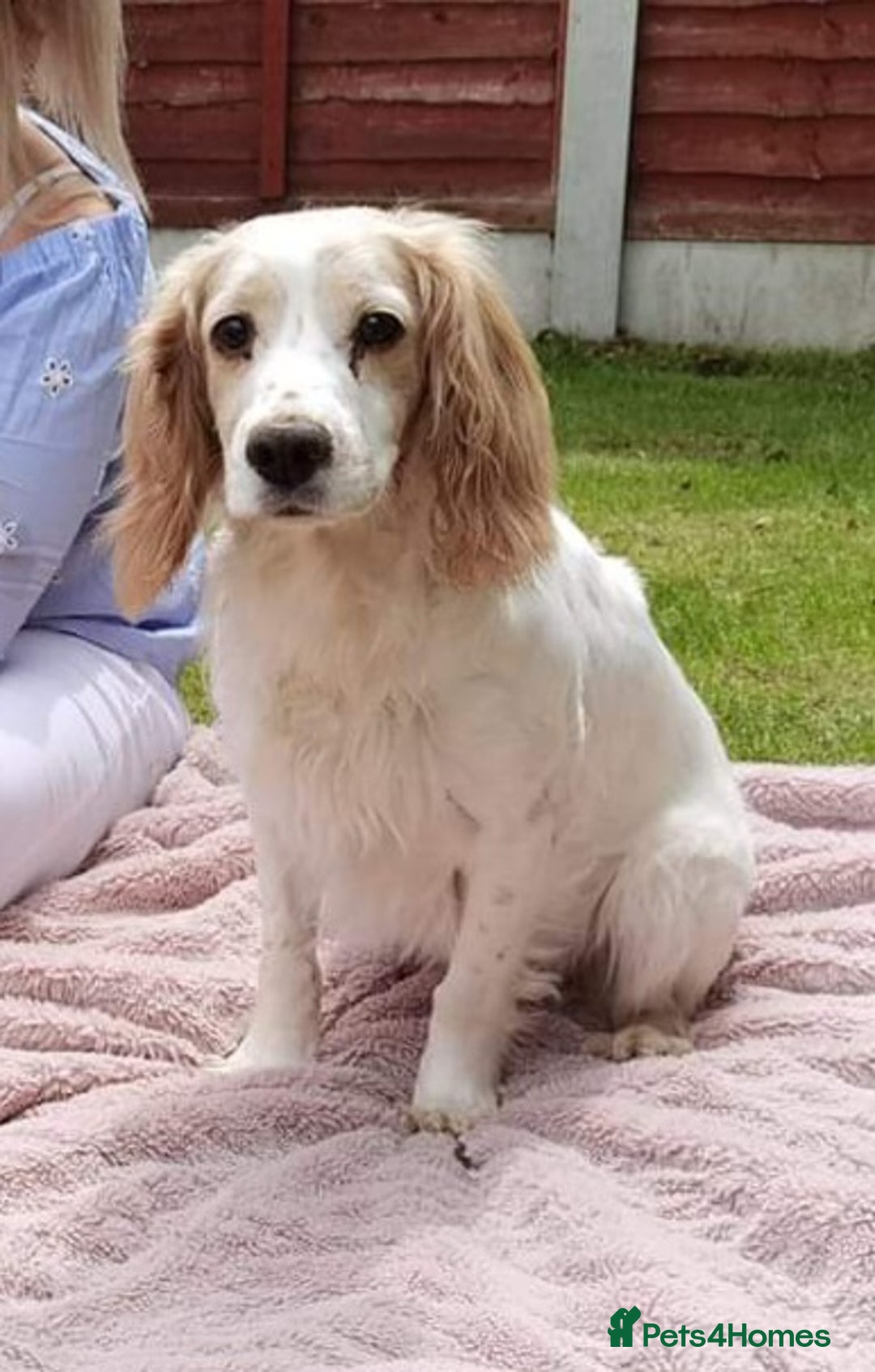 Cocker Spaniel dogs for sale: 4th Generation, Working Cocker Spaniel Puppies  🩵 - Image 25