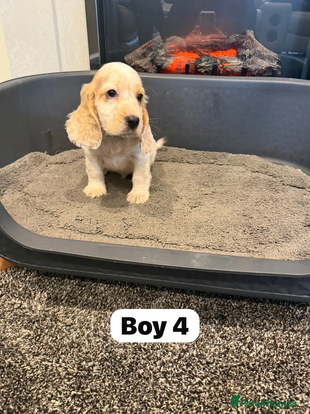 Cocker Spaniel dogs for sale: Beautiful adorable show type cocker spaniels - Advert 27