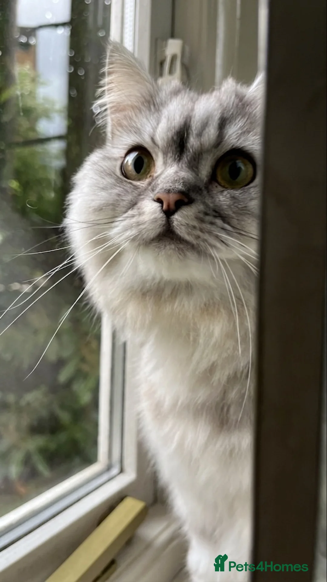 Persian cats for sale: GREY PERSIAN-TABBY FEMALE || 1 year and a half in Manchester - Advert 2