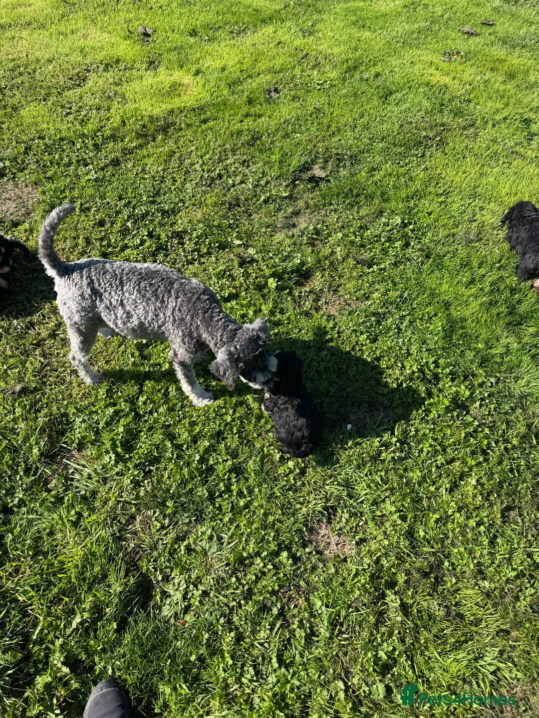 Schnoodle dogs for sale: Stunning Schnoodles, heath tested  - Image 19