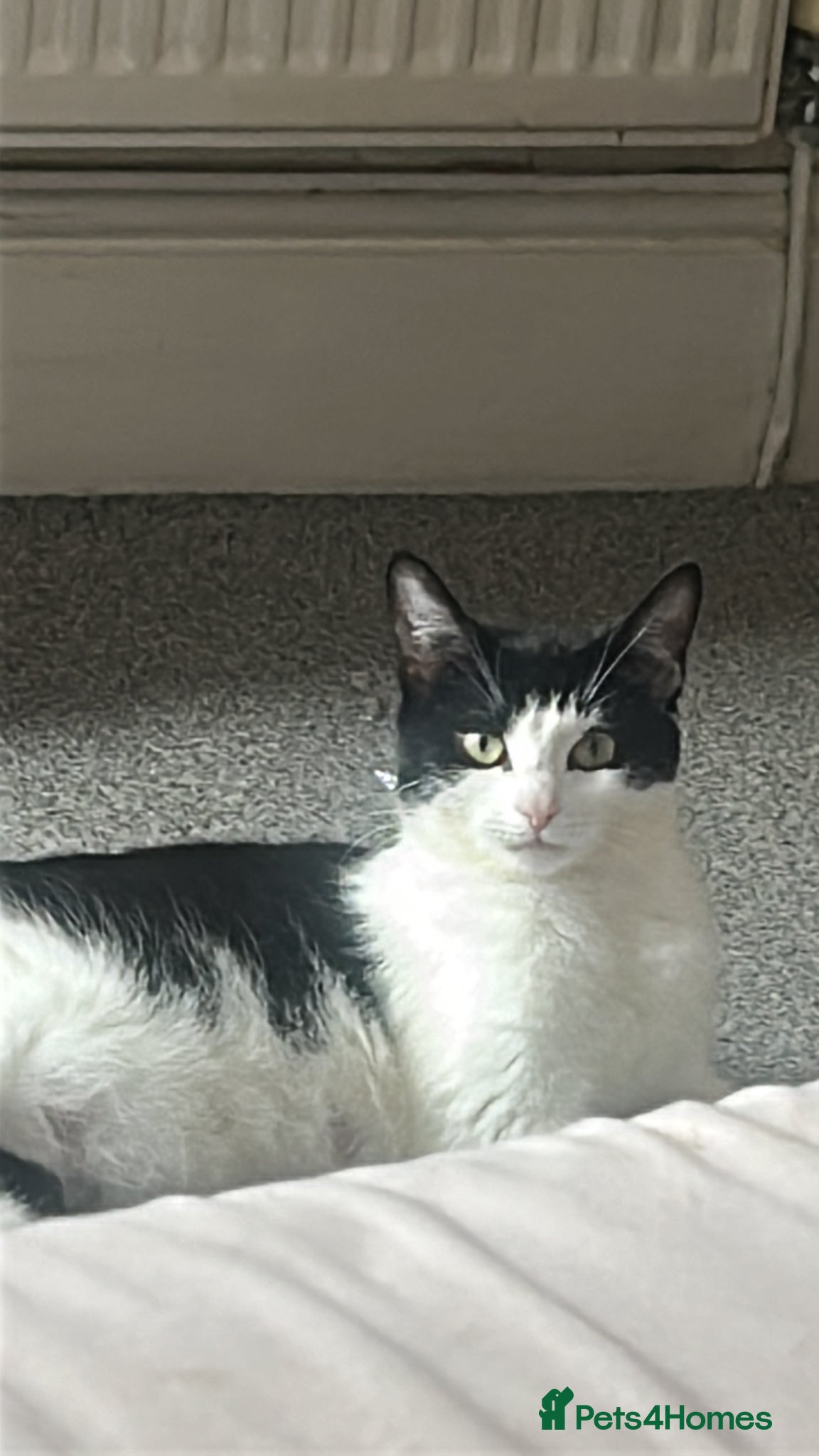 Mixed Breed cats 3 kittens looking for their forever home - Advert 1