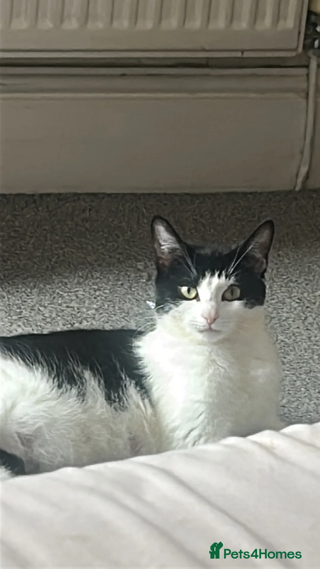 Mixed Breed cats for sale: 3 kittens looking for their forever home - Advert 1