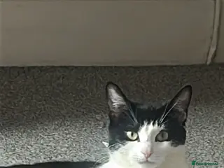 Mixed Breed cats 3 kittens looking for their forever home - Advert 1