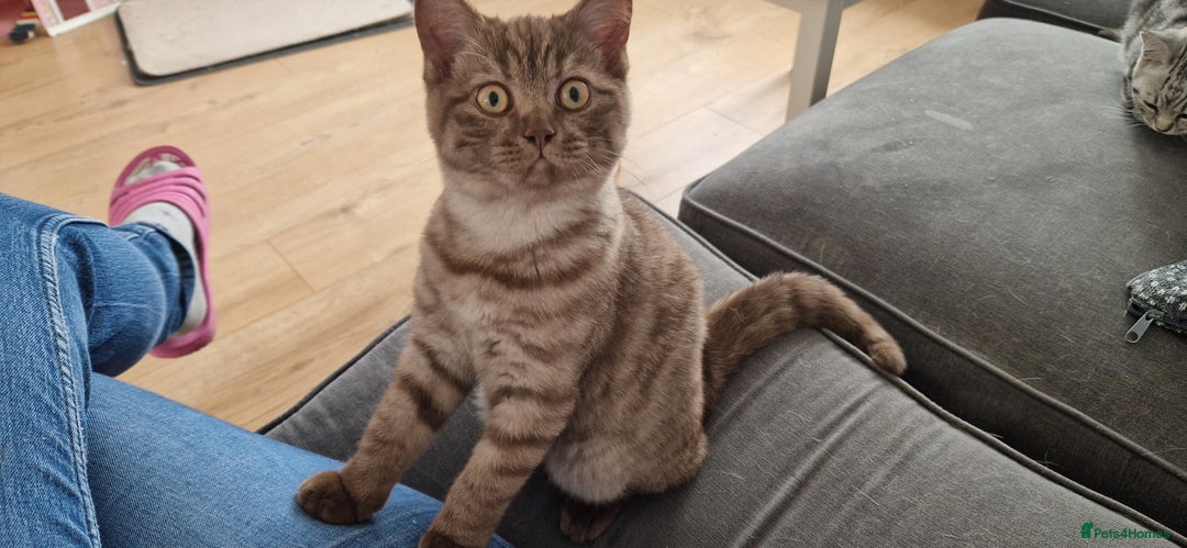British Shorthair cats for sale: Lovely  British short hair kittens  - Image 14