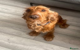 Cocker Spaniel dogs for sale: Show-type cocker spaniels - Image 7