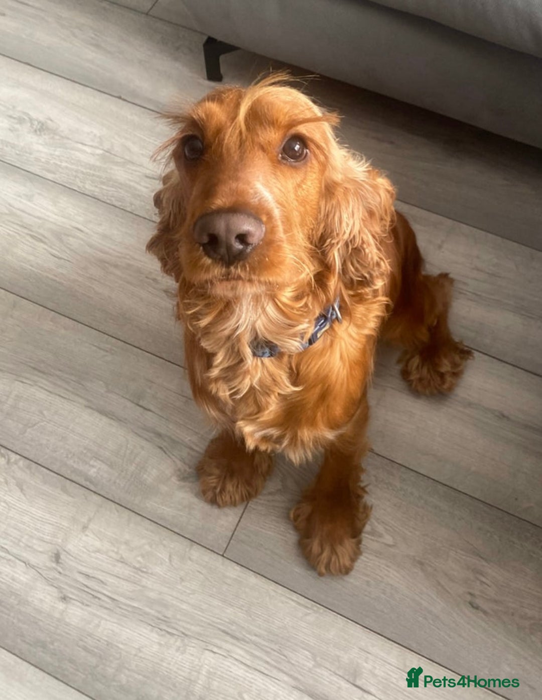 Cocker Spaniel dogs for sale: Show-type cocker spaniels - Image 7