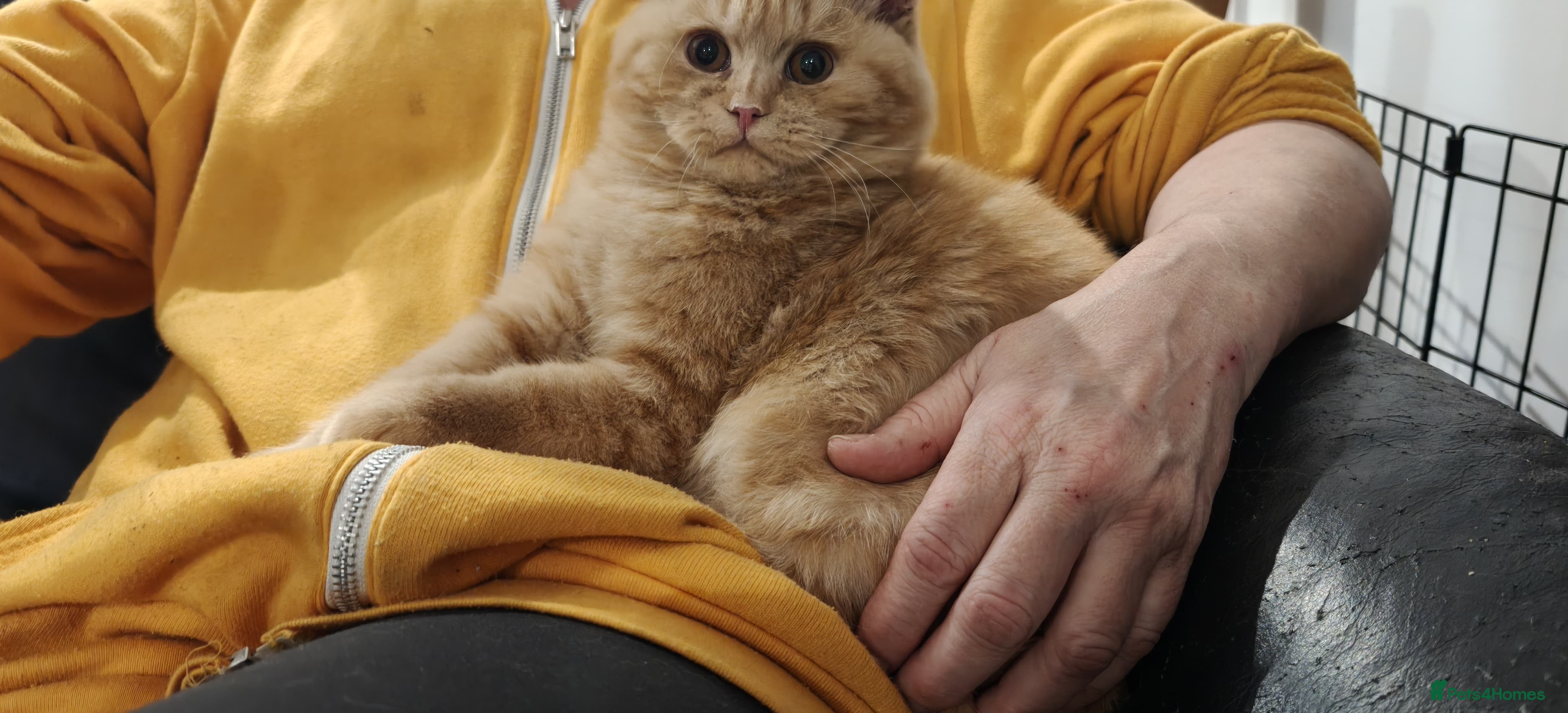 British Shorthair cats Gccf registered British shorthair kittens  - Advert 4