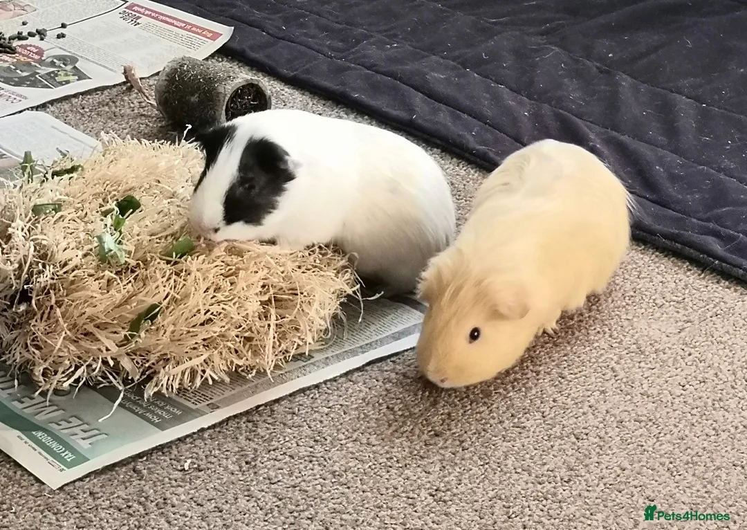 Guinea Pig rodents for sale: Bonded guinea pig boars for adoption - Advert 1
