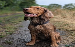 Cocker Spaniel dogs for sale: Kc Reg - Working Cocker Spaniel Puppies DNA Tested - Advert 11