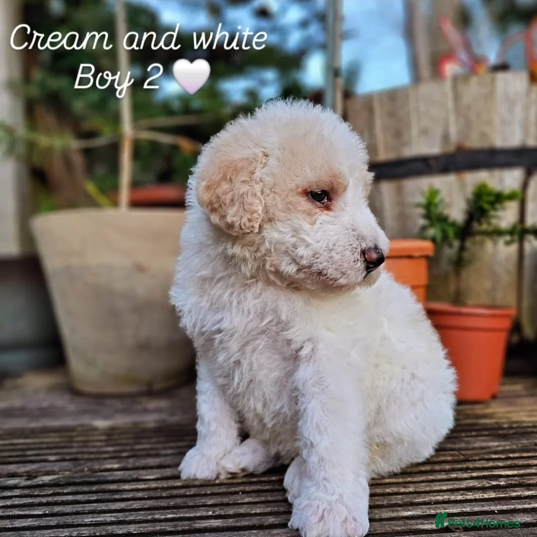 Labradoodle dogs for stud: Hypoallergenic Health Checked Labradoodle PROVEN😍 - Advert 21