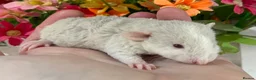 Rat rodents for sale: Gorgeous baby Dumbo Rats for Sale! - Advert 6