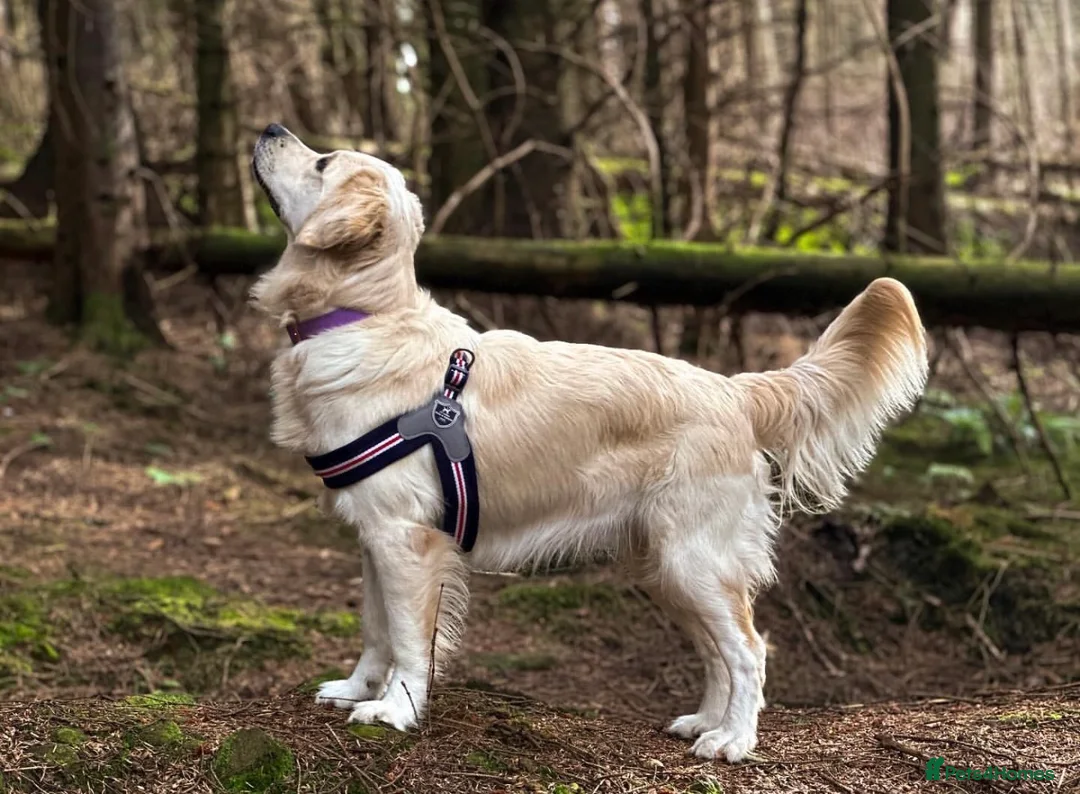 Golden Retriever dogs for sale: KC HEALTH TESTED PUPS *1 boy remaining* - Advert 14