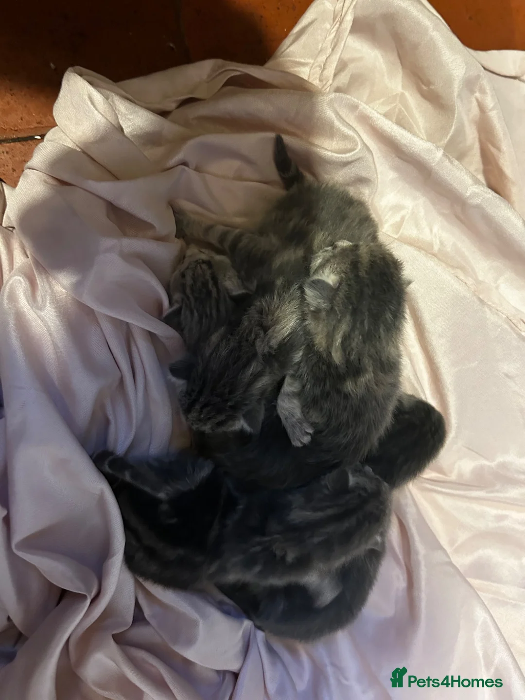 Maine Coon cats for sale: maine coon x persian  in Whitchurch - Advert 2