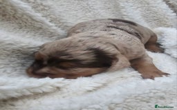 Cockapoo dogs for sale: The best cockapoos  - Image 17