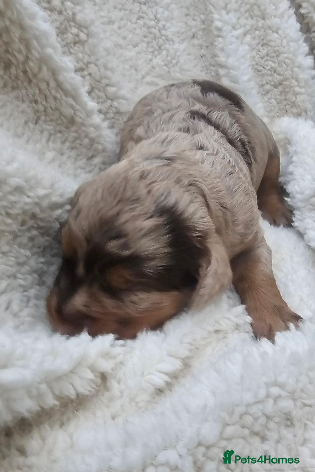 Cockapoo dogs for sale: The best cockapoos  - Image 17