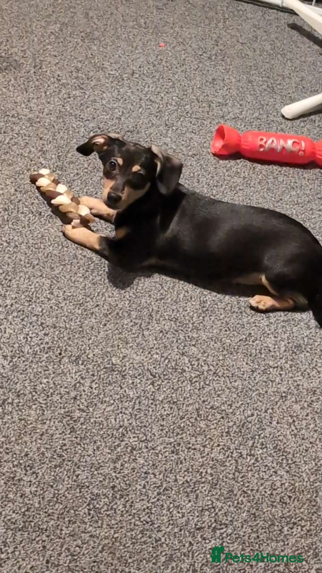 Mixed Breed dogs for sale: mable needs rehoming  - Advert 5