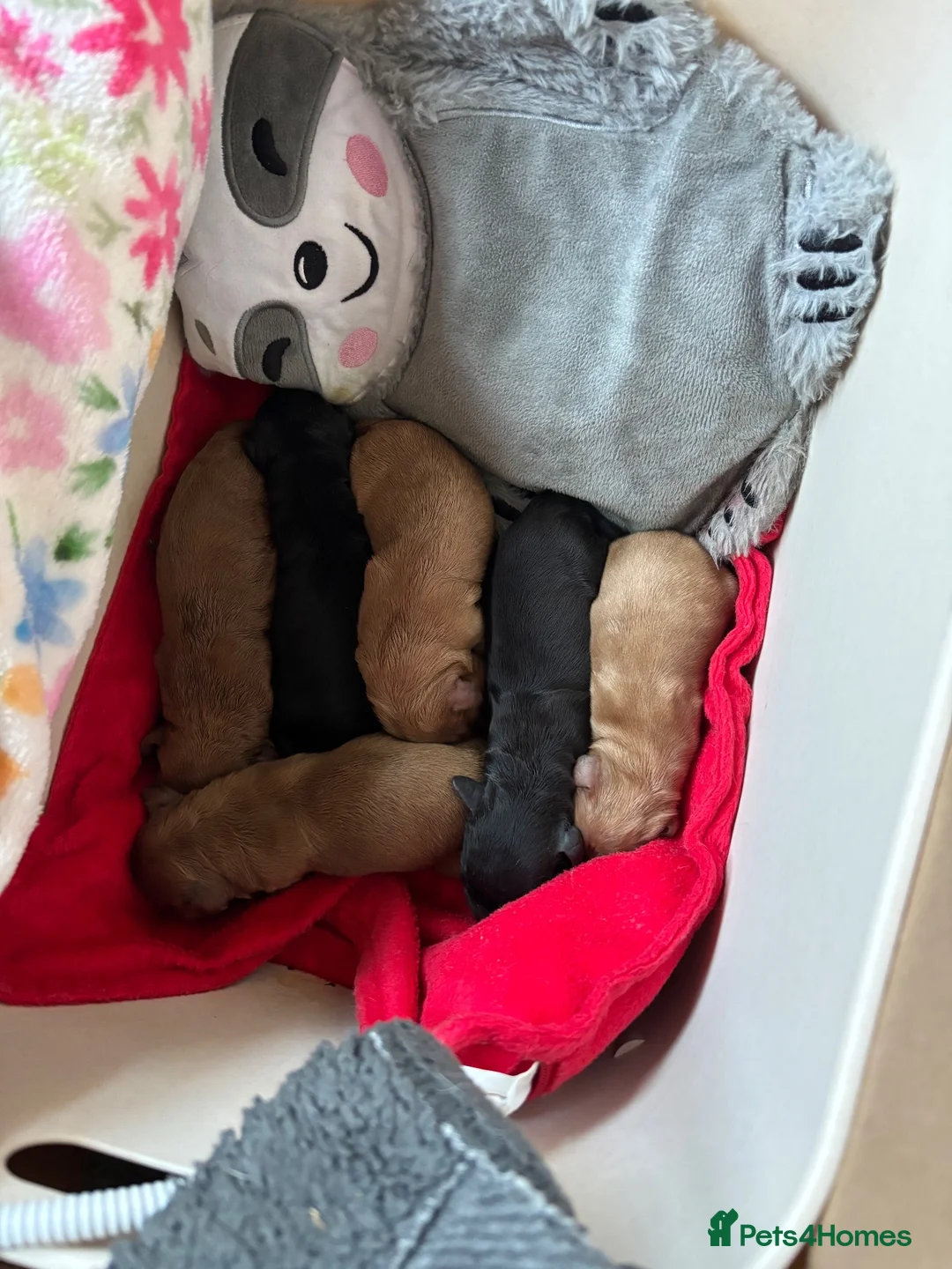 Cockapoo dogs for sale: Beautiful cockapoo puppies - Advert 21