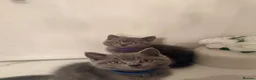 British Shorthair cats for sale: PEDIGREE British Shorthair Kittens - Advert 10