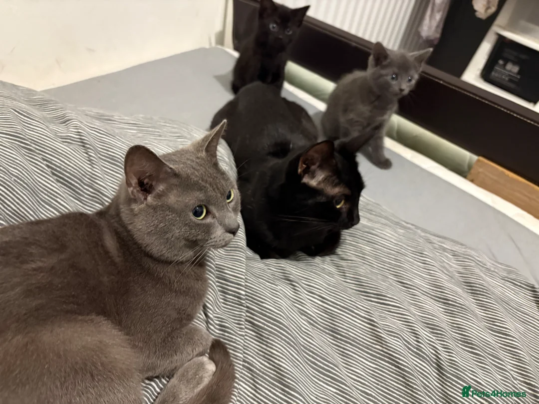 Mixed Breed cats for sale: Blue short hair x Bombay  in Widnes - Advert 1