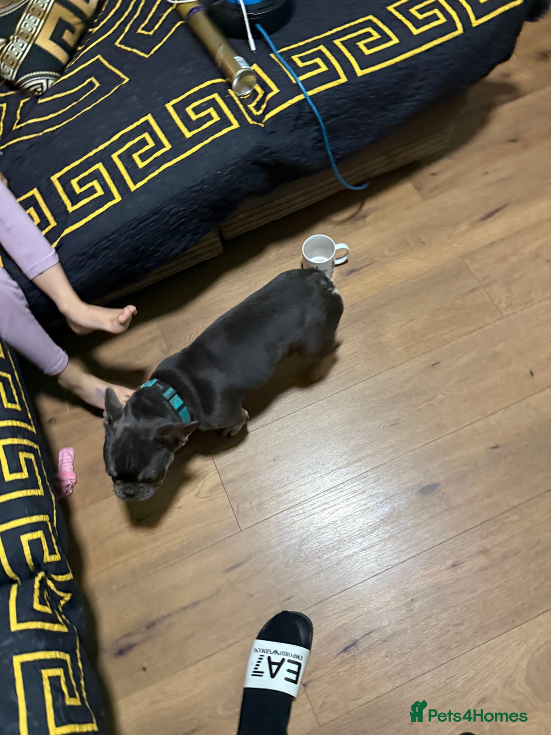 French Bulldog dogs for sale: Lilac & tan French bulldog  - Image 5