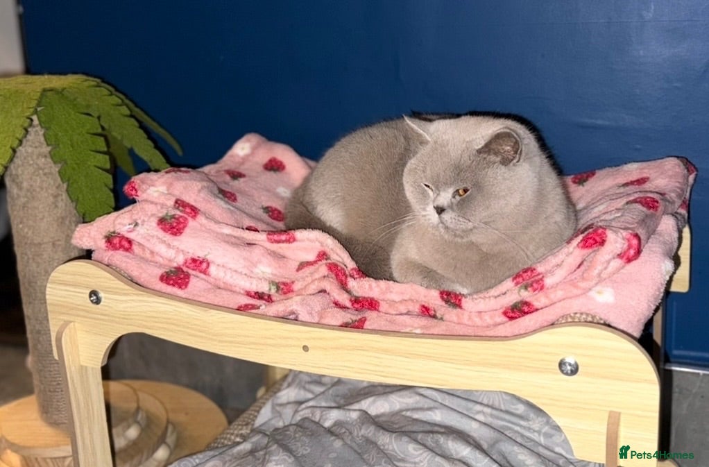 British Shorthair cats Retired GCCF Champion girls  - Advert 1
