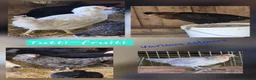 Chickens poultry for sale: POL HENS - Hybrids & coloured egg layers  - Advert 2