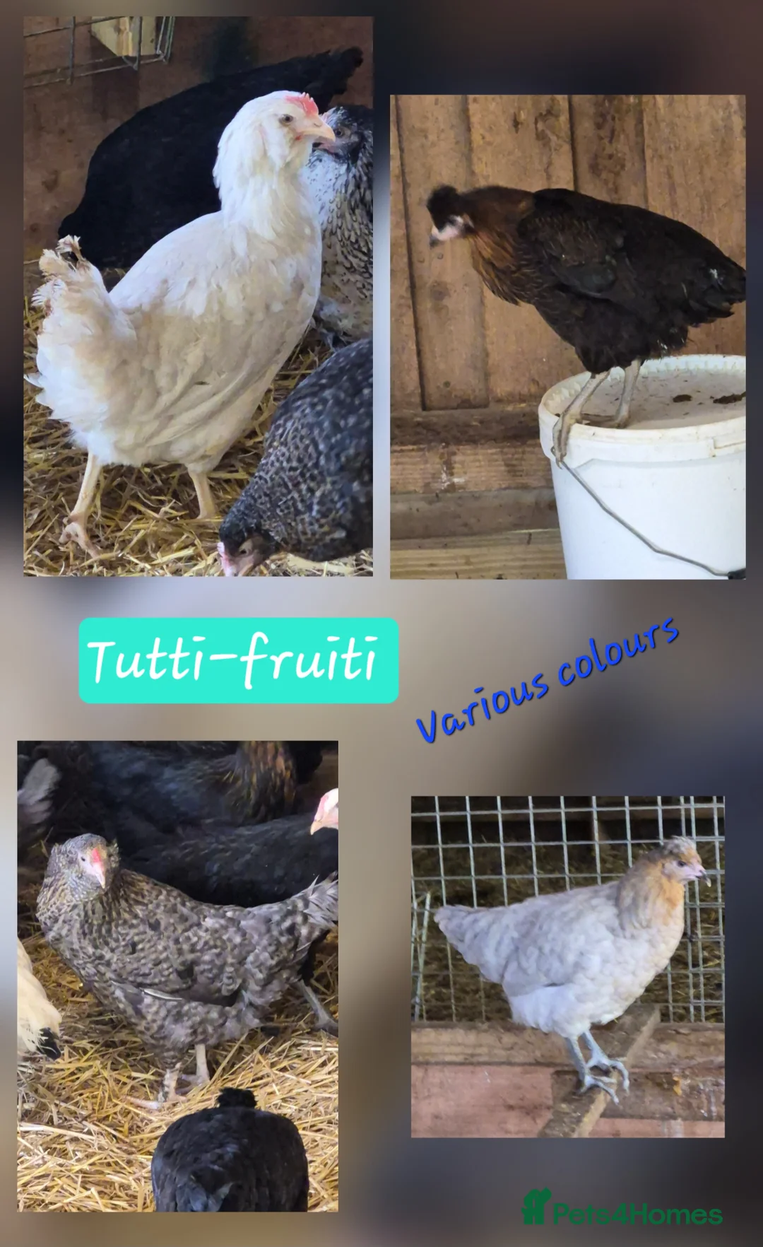 Chickens poultry for sale: POL HENS - Hybrids & coloured egg layers  - Advert 2
