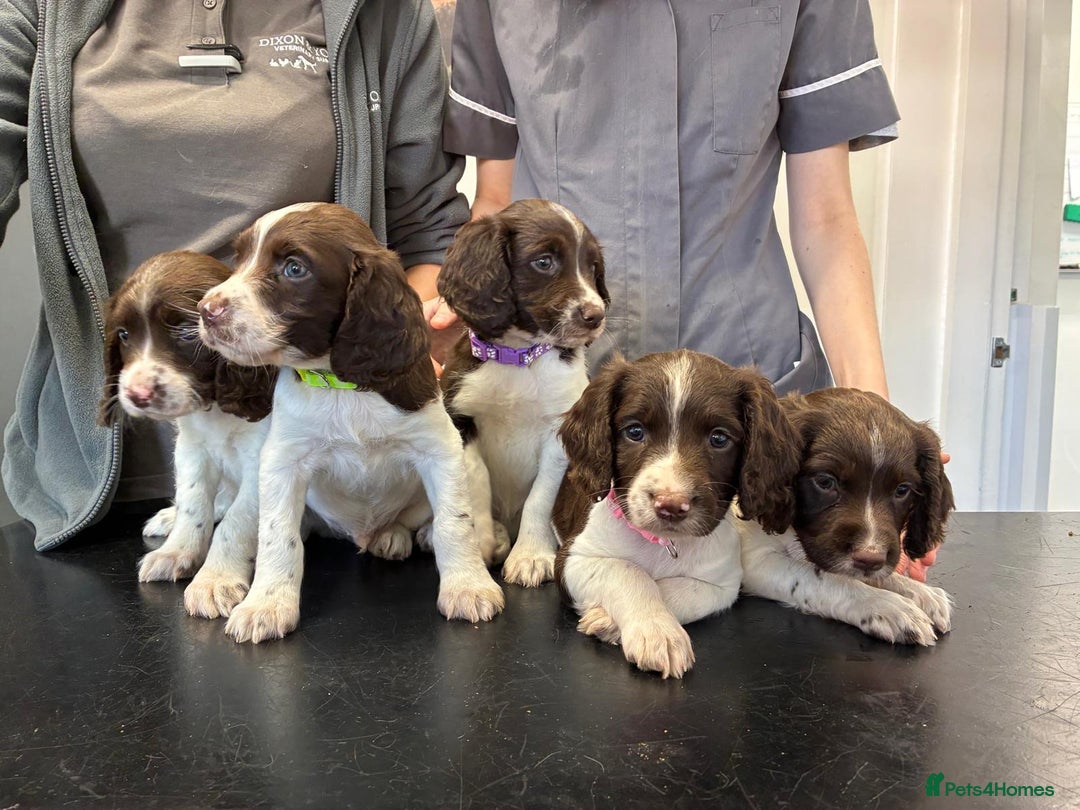 English Springer Spaniel dogs for sale: KC registered English Springer Spaniel - Image 29