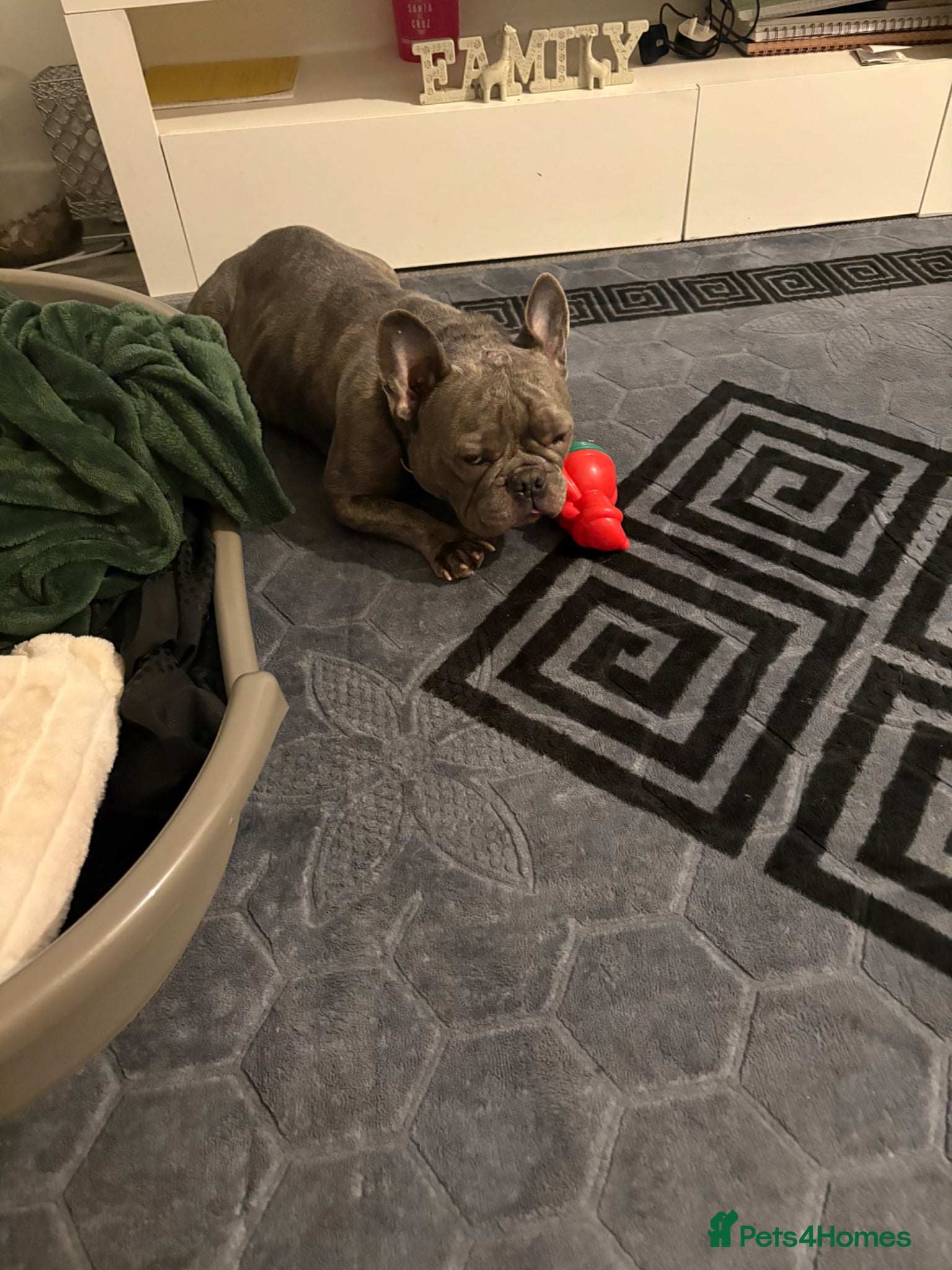 French Bulldog dogs French bulldog  - Advert 2