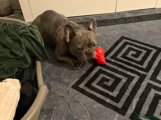 French Bulldog dogs French bulldog - Advert 2