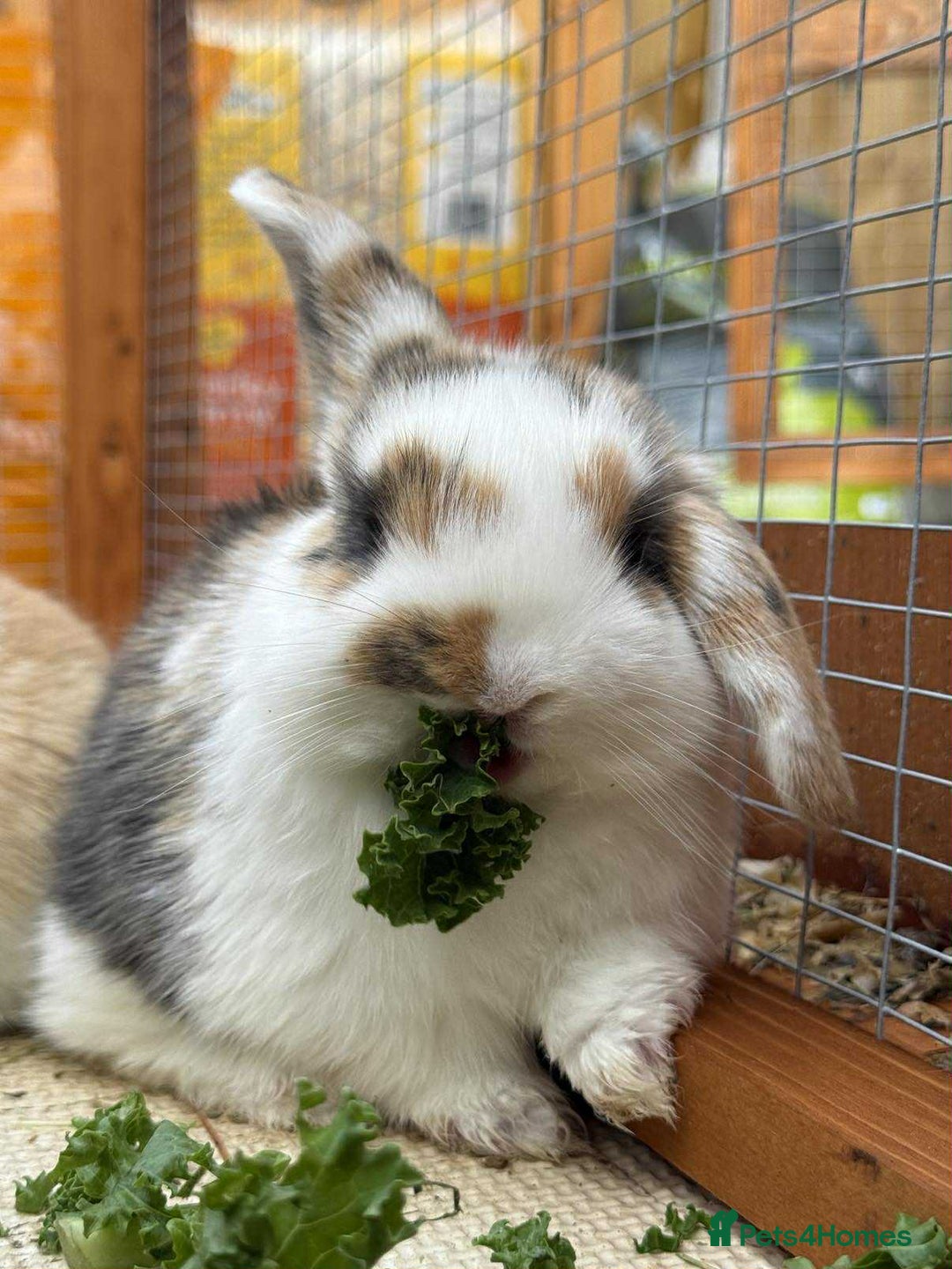 Mixed Breed rabbits for sale: *All Rabbits Pending Sale* - Advert 10