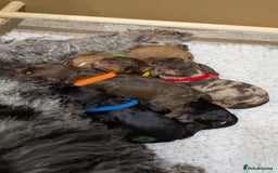 Cavapoo dogs for sale: F1 Cavapoos - Parents DNA Health Tested  - Advert 4