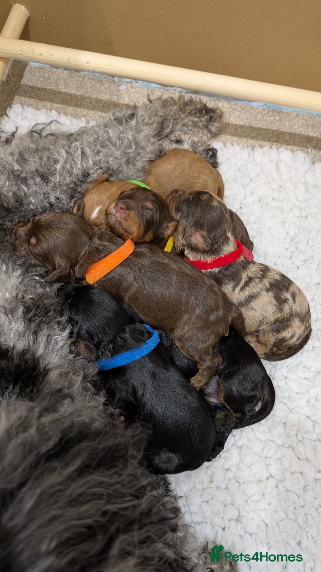 Cavapoo dogs for sale: F1 Cavapoos - Parents DNA Health Tested  - Advert 4