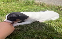 Jack Russell dogs for sale: Gorgeous Jack Russell Puppies - Image 10