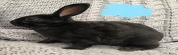 Rex rabbits for sale: Beautiful velvet mini Rex & Rex rabbits - Advert 6