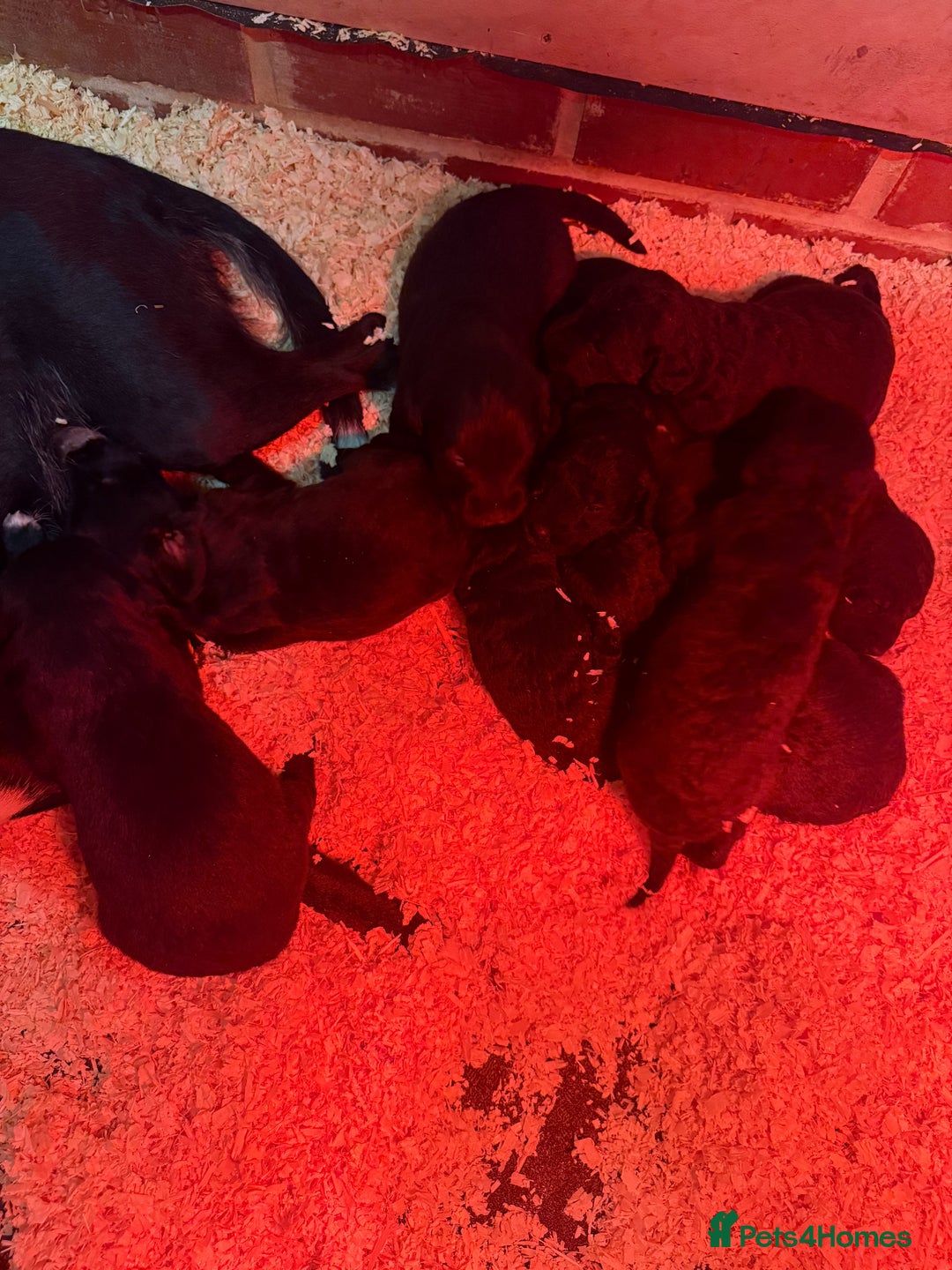 Mixed Breed dogs for sale: Bedlington x whippet Lurcher pups - Image 28