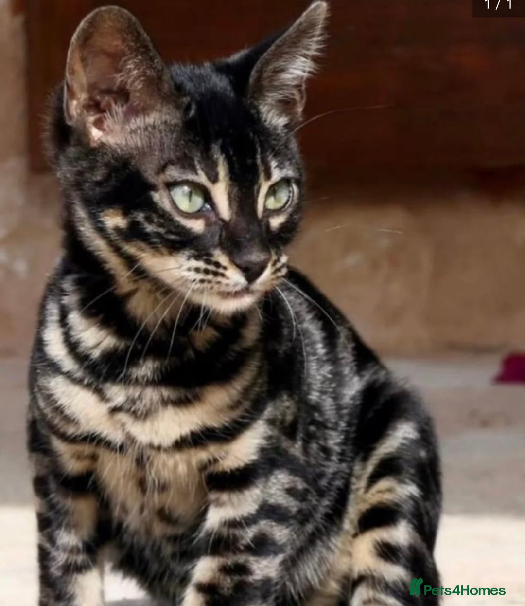 Mixed Breed cats for sale: Rare black blue eye bengal kittens - Image 6