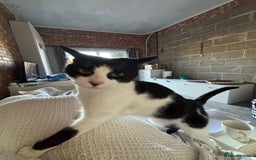 Arabian Mau cats for sale: Zayn & Rafa - Rescue Arabian Maus - Image 9