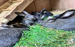Mixed Breed rabbits for sale: Lovely rabbits well handled - Image 5