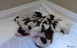 Italian Spinone dogs for sale: A beautiful litter of Italian Spinones  - Image 10