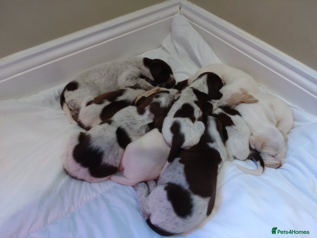 Italian Spinone dogs for sale: A beautiful litter of Italian Spinones  - Image 10