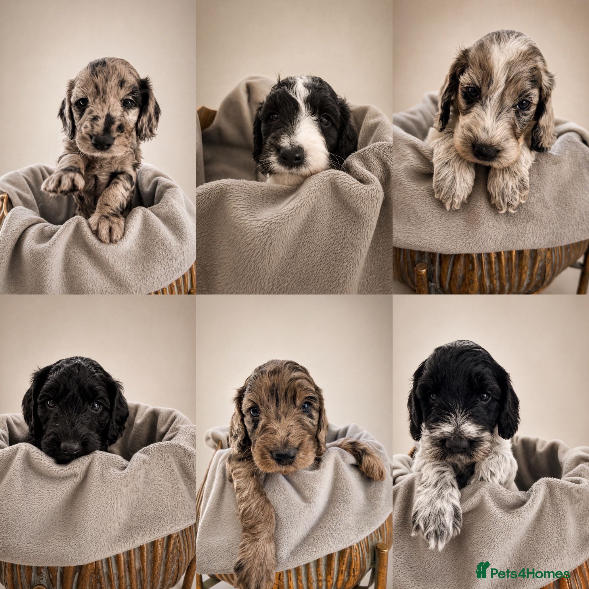 Cockapoo dogs Beautifully Marked F2 Cockapoos - Advert 6
