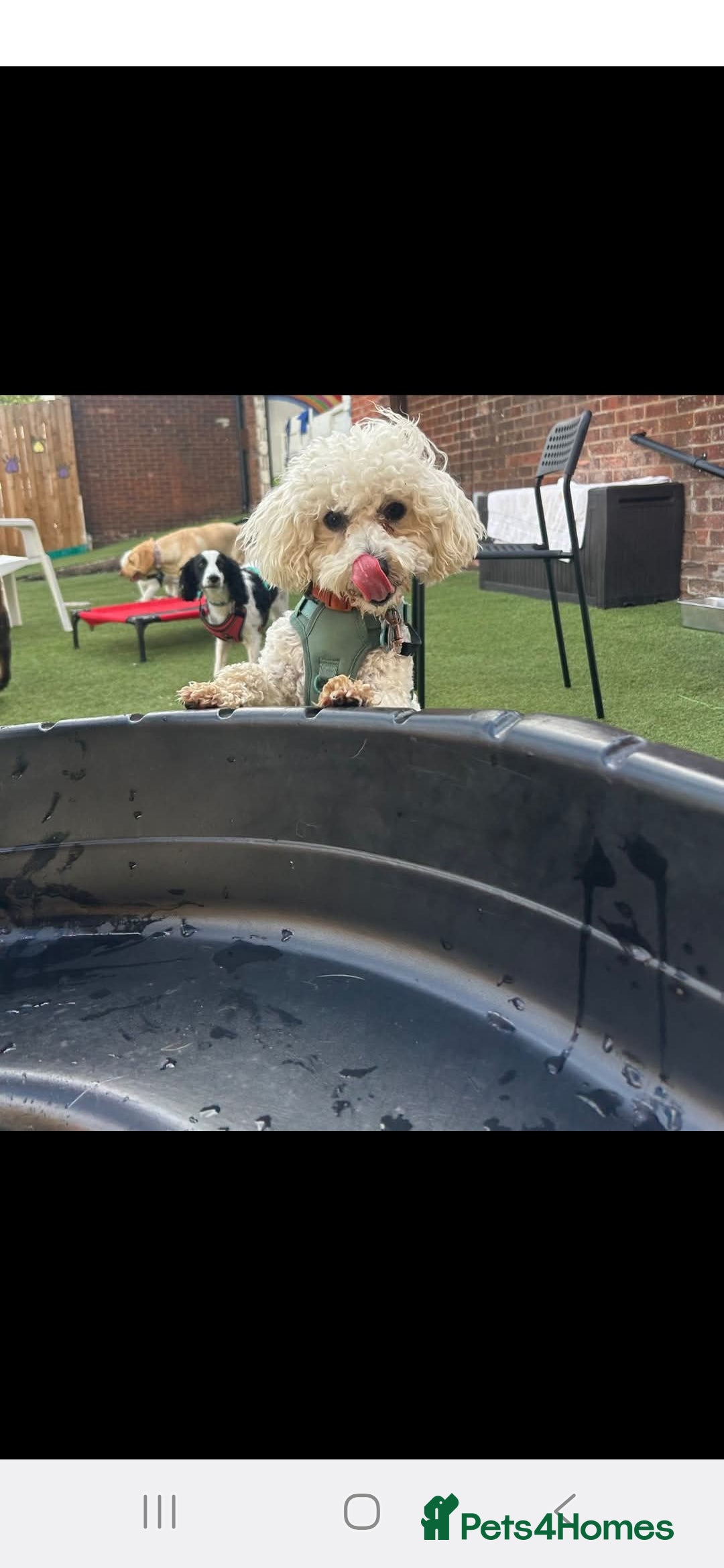 Maltipoo dogs for sale: Beautiful 1 yr old male - Image 1