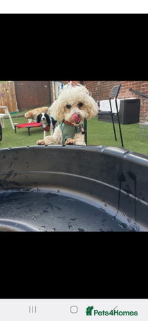 Maltipoo dogs - Advert 2
