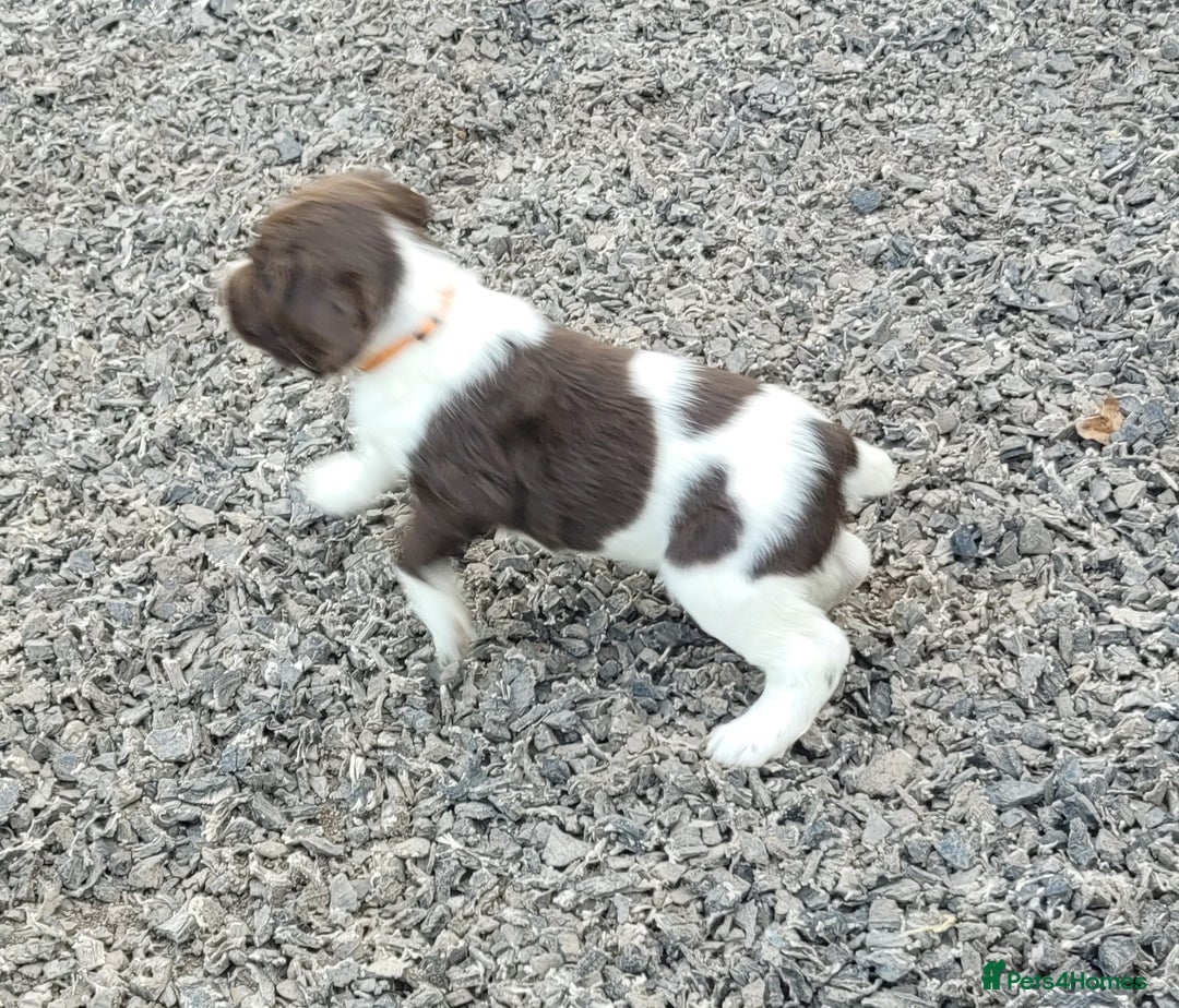 English Springer Spaniel dogs for sale: KC Working English Springer Spaniel puppies  - Image 10