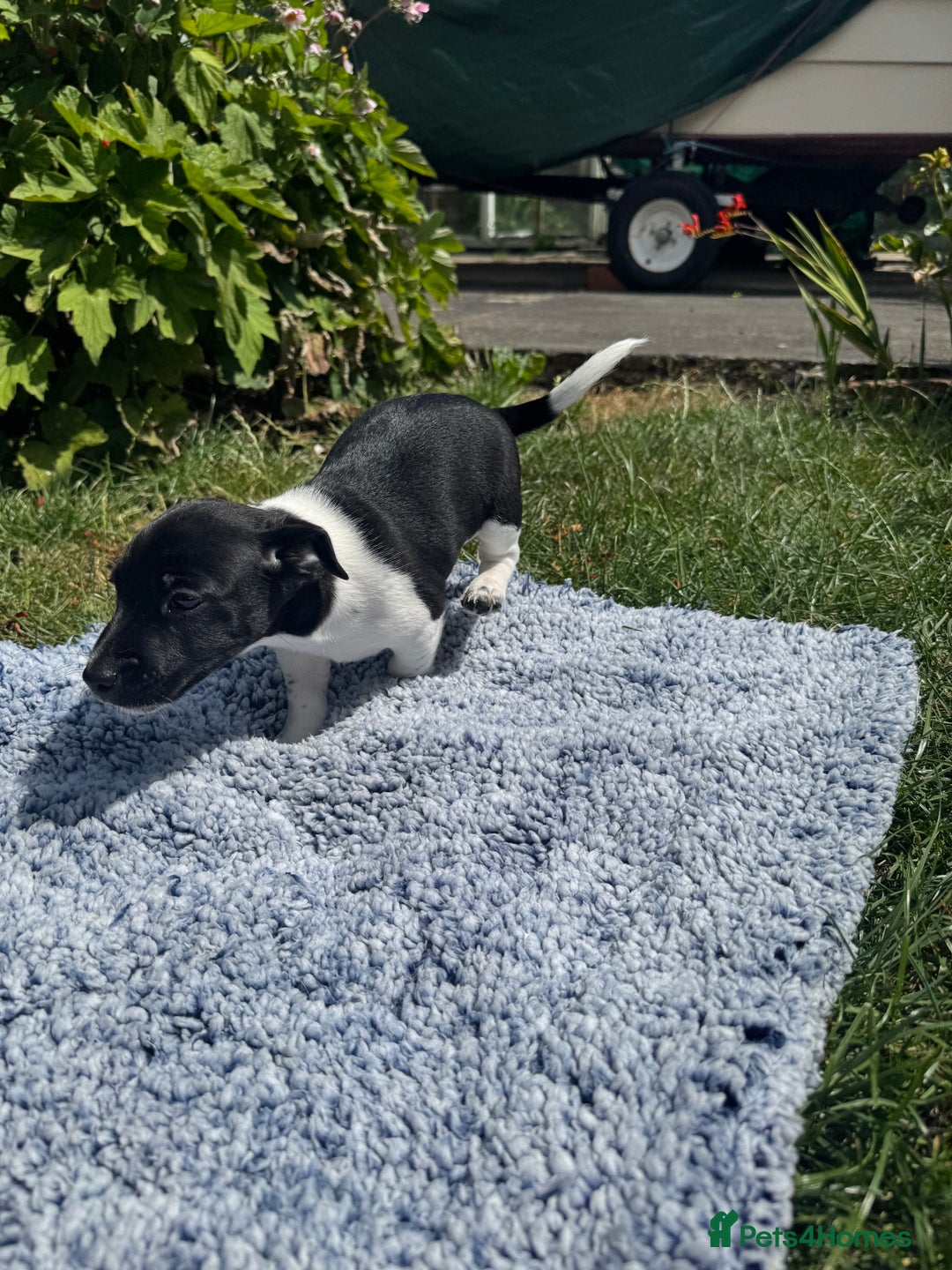 Jack Russell dogs for sale: 5 Available: Jack Russell Puppies. 2 Girls, 3 Boys - Image 32