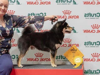 Japanese Shiba Inu dogs A True Genetic Gem in the Shiba Inu Breed - Advert 2